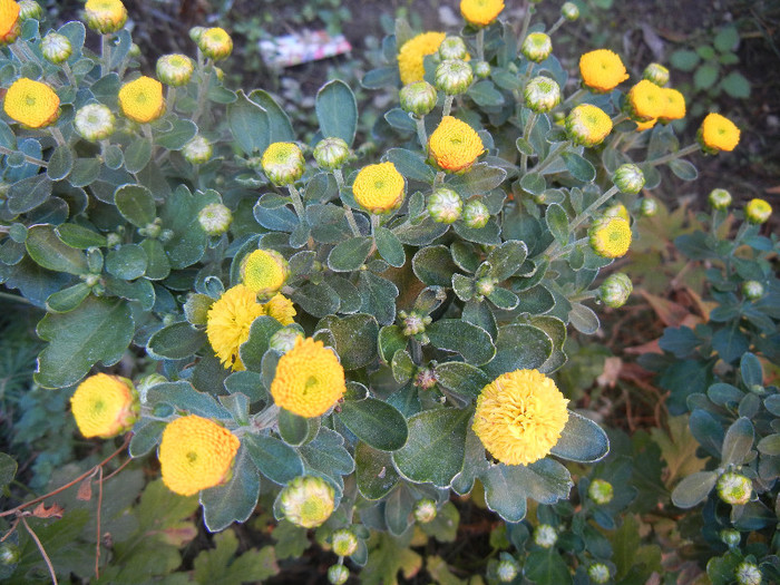 Yellow Chrysanthemum (2012, Sep.28)