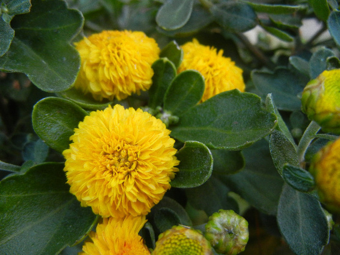 Yellow Chrysanthemum (2012, Sep.28) - Yellow Chrysanthemum