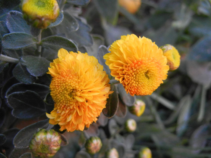 Yellow Chrysanthemum (2012, Sep.28) - Yellow Chrysanthemum