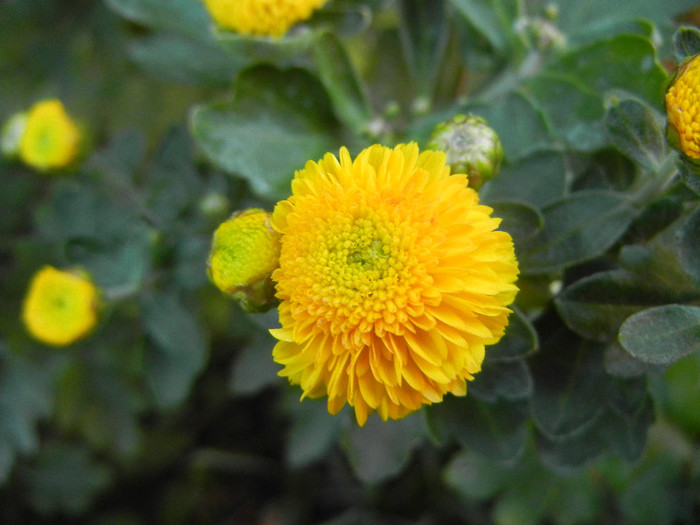 Yellow Chrysanthemum (2012, Sep.28) - Yellow Chrysanthemum