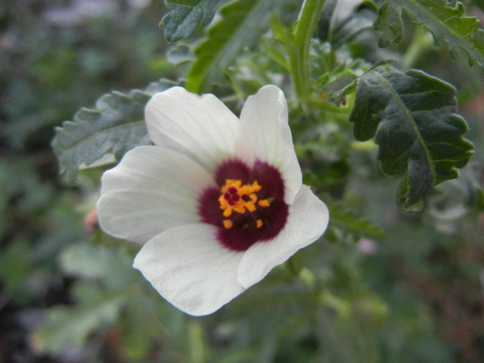 Hibiscus trionum (2012, Sep.30) - Hibiscus trionum