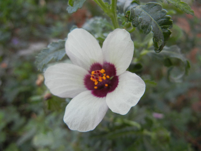 Hibiscus trionum (2012, Sep.30) - Hibiscus trionum