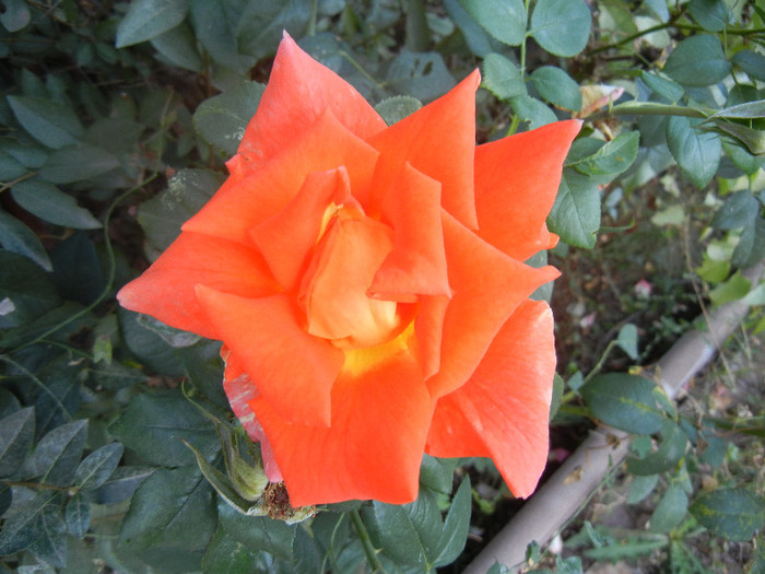 Rose Monica (2012, October 01) - Rose Monica