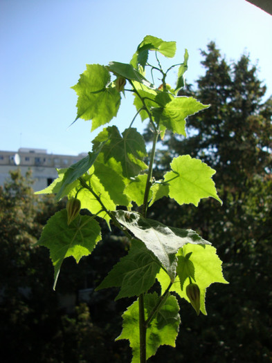 am facut din bou bobocei