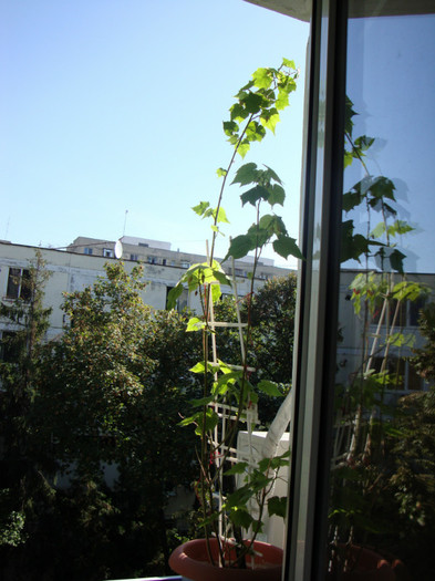 aici se vede cat de mare sunt!