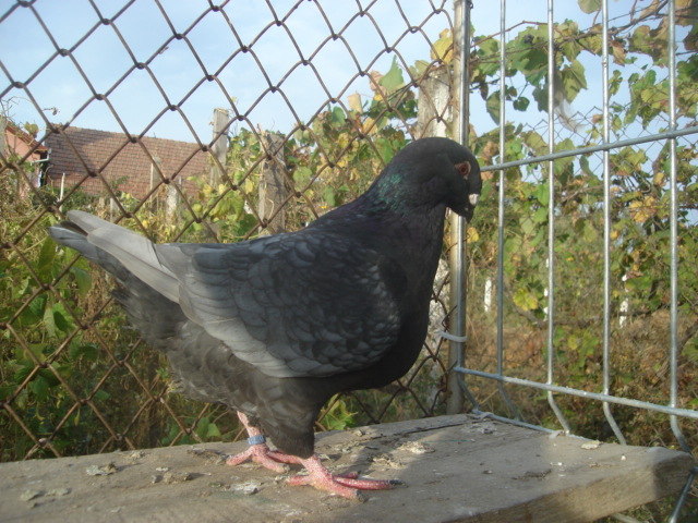 DSC06631 - Pui matca 2012