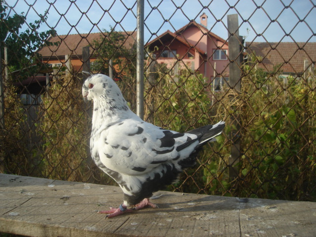 DSC06634 - Pui matca 2012