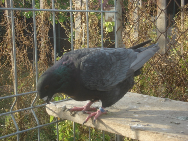 DSC06637 - Pui matca 2012