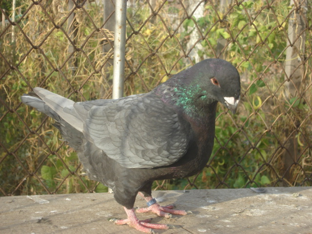 DSC06638 - Pui matca 2012