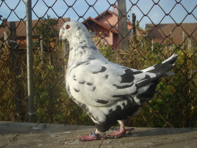DSC06640
