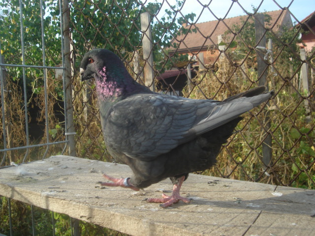DSC06641 - Pui matca 2012