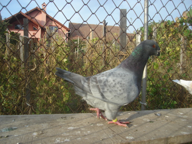 DSC06642 - Pui matca 2012