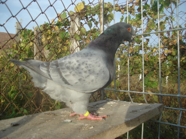DSC06644 - Pui matca 2012