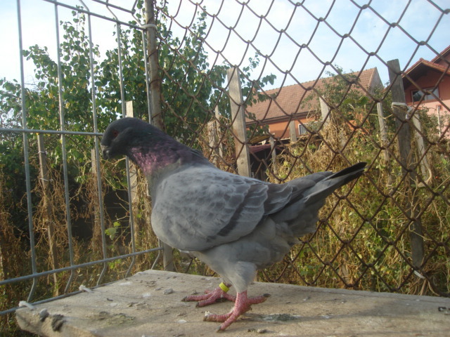 DSC06646 - Pui matca 2012