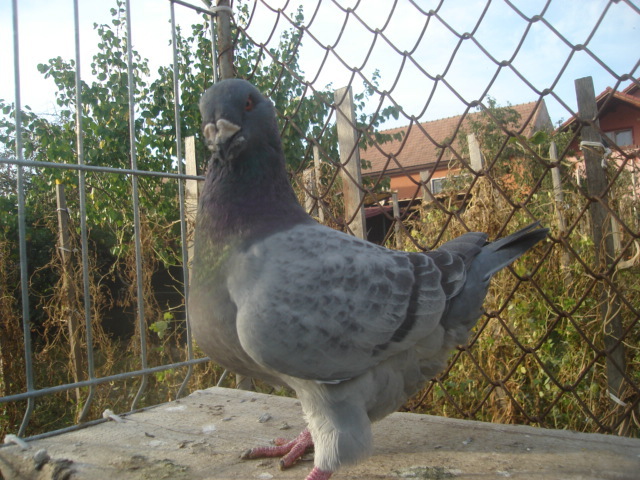 DSC06647 - Pui matca 2012