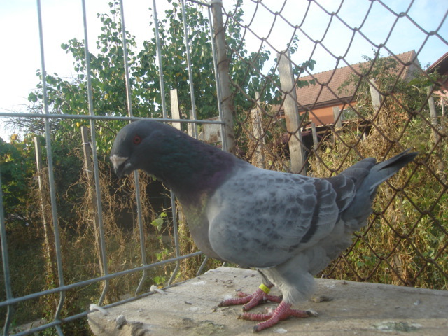 DSC06648 - Pui matca 2012