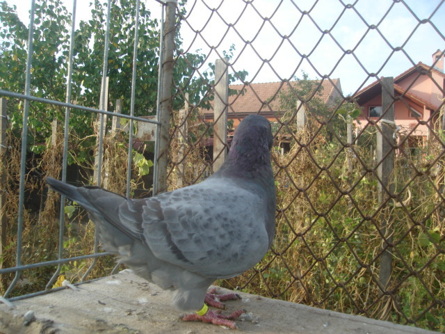 DSC06651 - Pui matca 2012