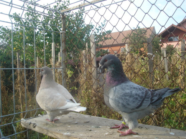 DSC06652 - Pui matca 2012