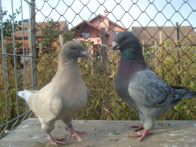 DSC06653 - Pui matca 2012