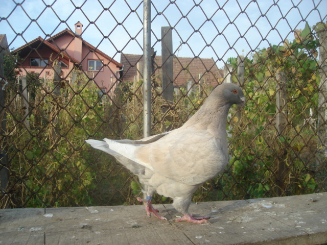 DSC06654 - Pui matca 2012