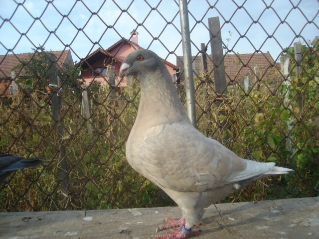 DSC06655 - Pui matca 2012
