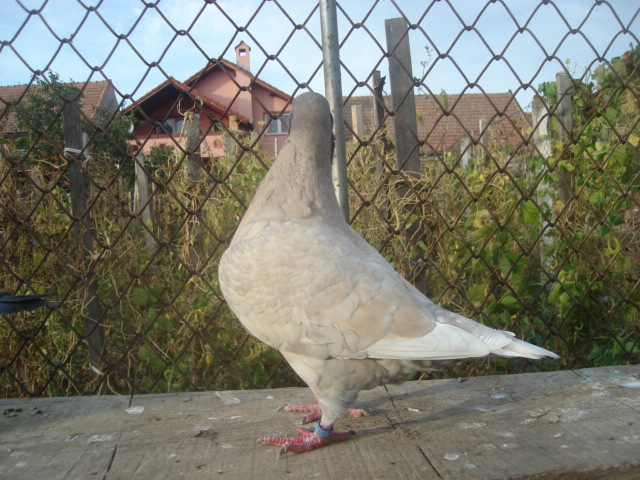 DSC06656 - Pui matca 2012