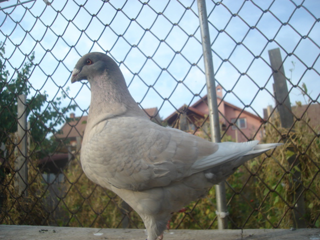 DSC06657 - Pui matca 2012