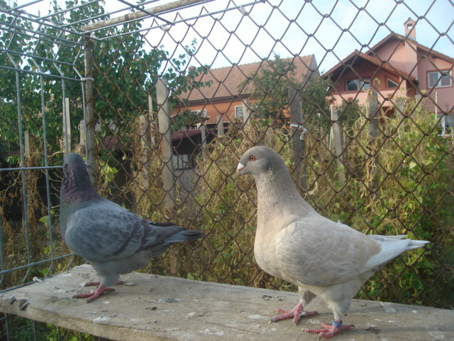 DSC06658