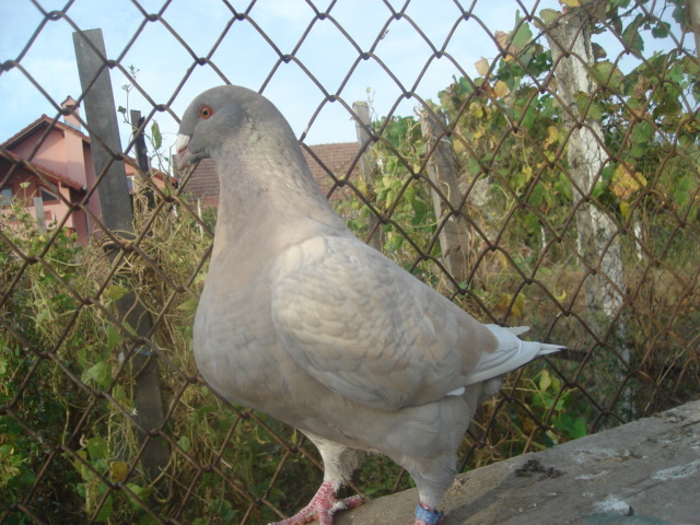 DSC06660