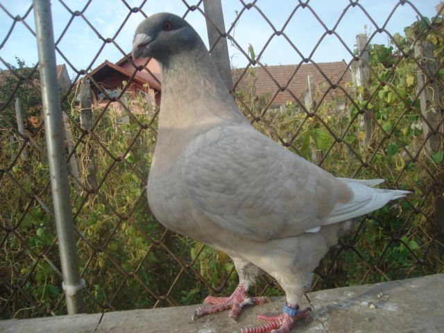 DSC06661