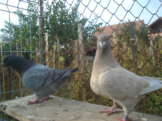 DSC06662