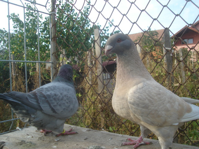 DSC06663