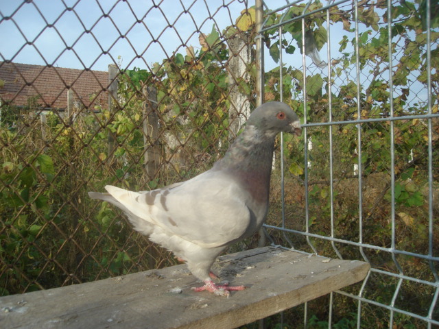 DSC06666
