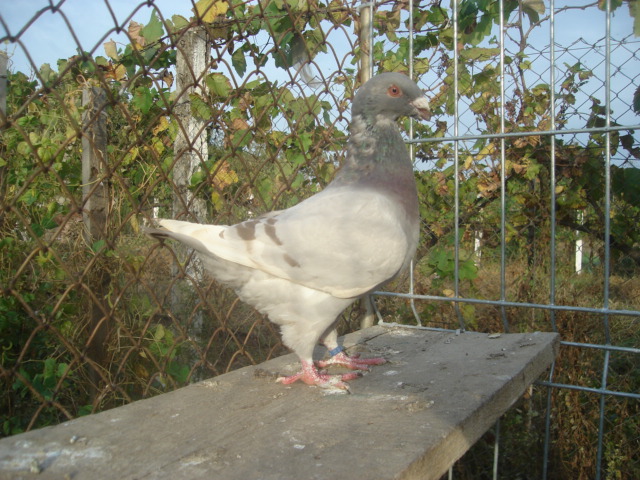 DSC06668 - Pui matca 2012