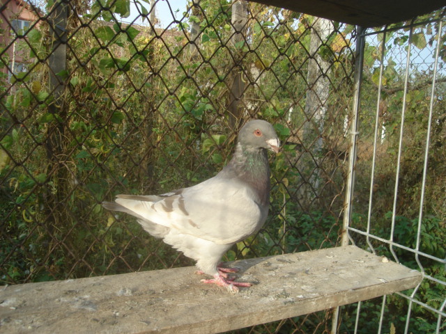 DSC06669