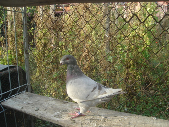 DSC06670