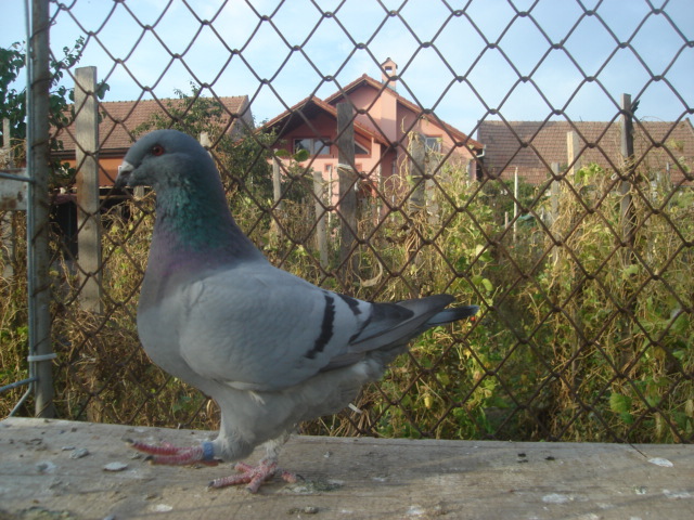 DSC06673 - Pui matca 2012