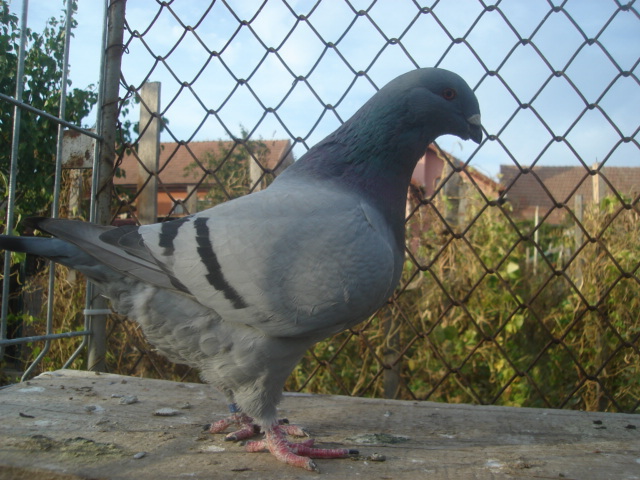 DSC06675