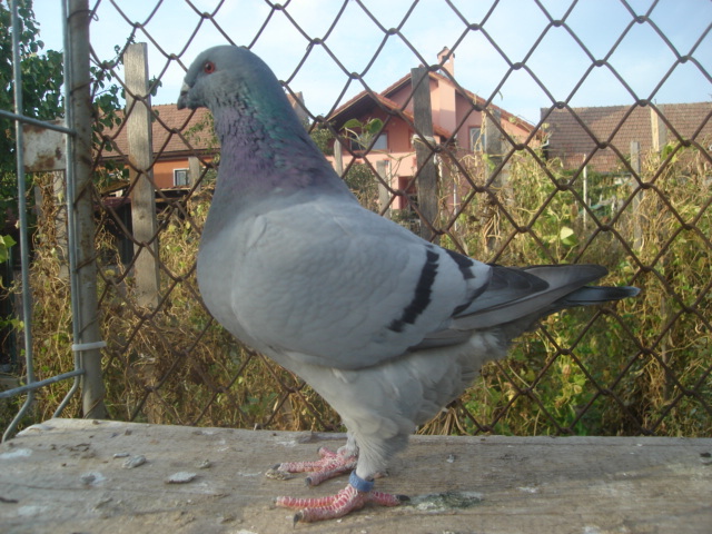 DSC06676