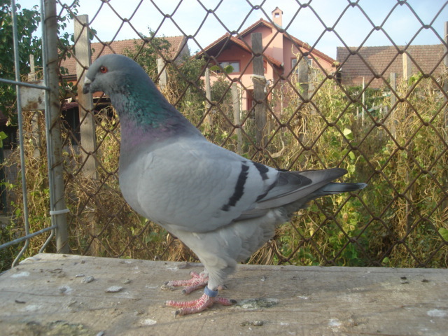 DSC06677