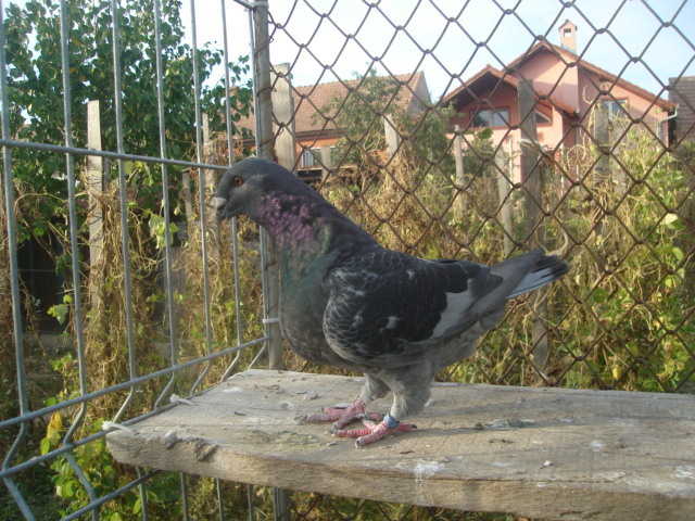 DSC06678
