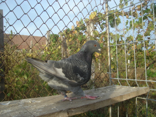 DSC06679