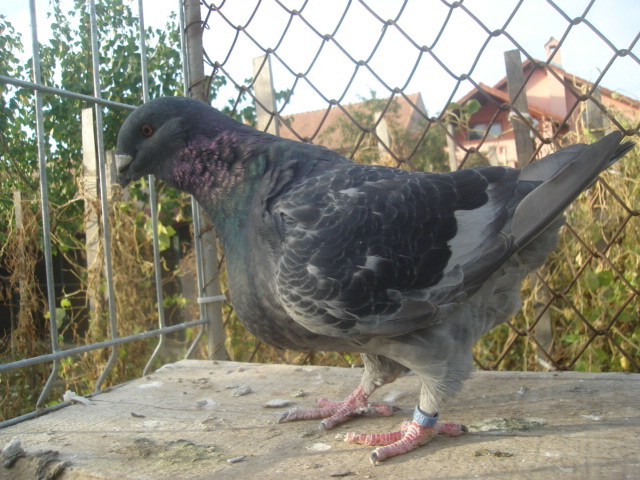 DSC06684