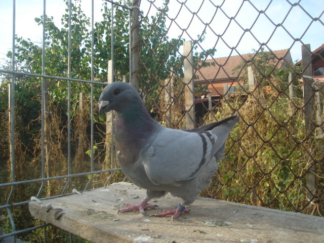DSC06690 - Pui matca 2012