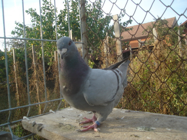 DSC06691 - Pui matca 2012
