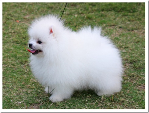 poze catelusi draguti 3