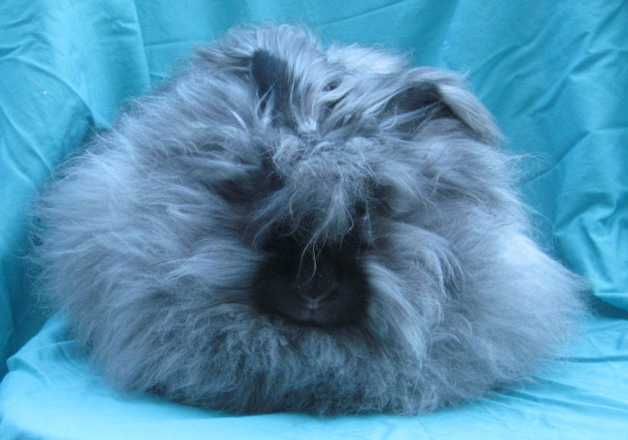 Angora Englez - 01-Acasa-Home