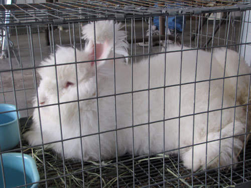 Angora German