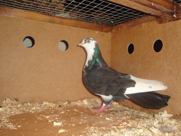 DSC00853 - pui 2012