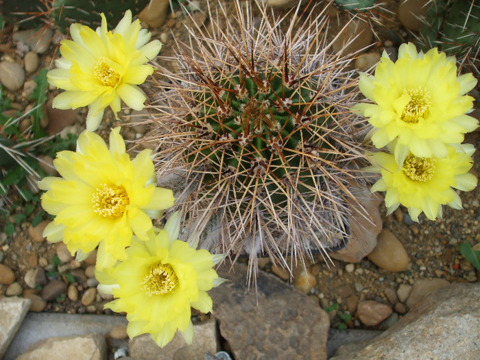 DSCF3139